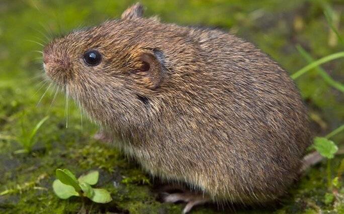 vole outside on the ground