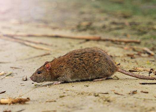 rat crawling in the driveway