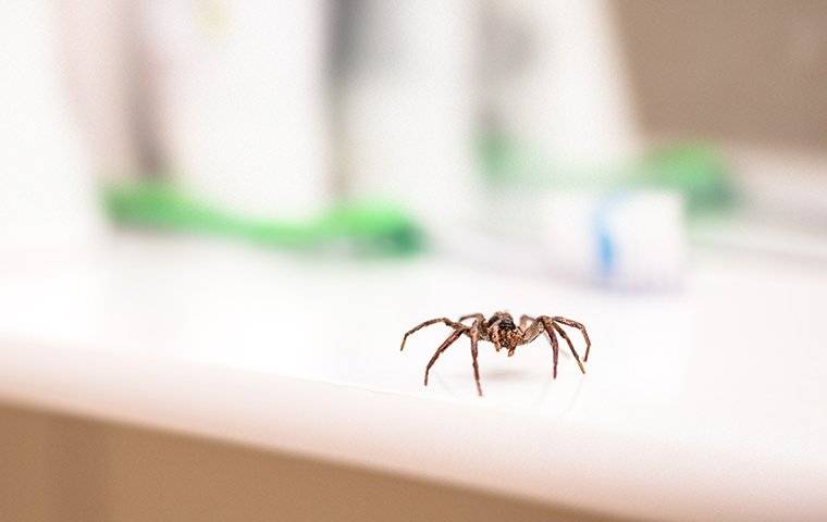 spider crawling on bathroom counter