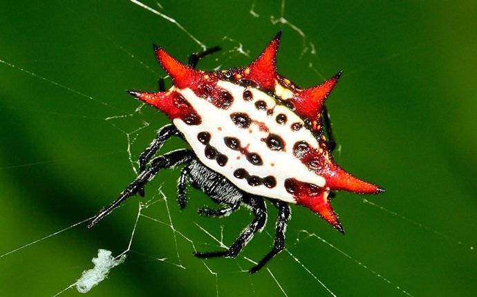 an orb weaver spider on a web