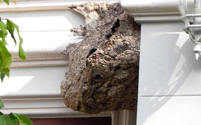 a wasp nest in a doorway