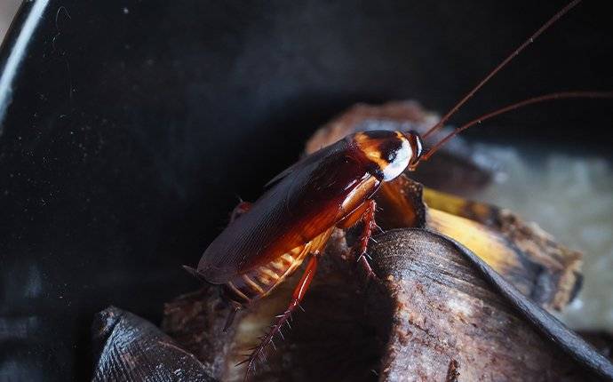 a cockroach in the garbage