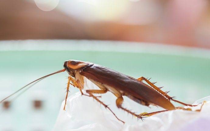 close up of cockroach