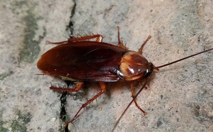 close up of a cockroach in pocatello idaho