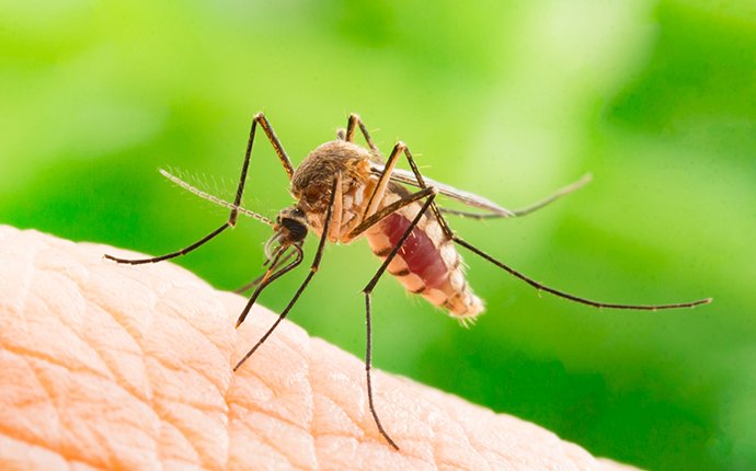 a mosquito on human skin in idaho falls
