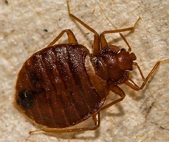 a bedbug on a boxspring in idaho falls