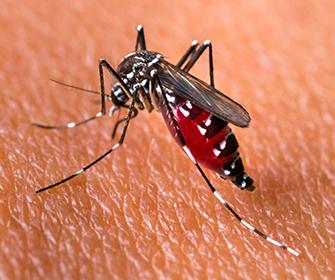 a mosquito on human skin in idaho falls
