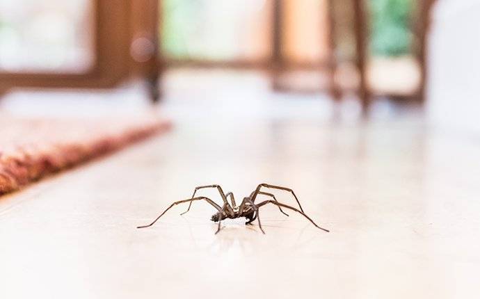 spider crawling on living room floor