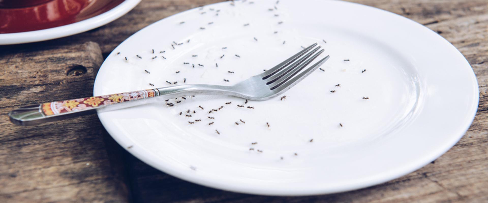 ants on a plate  in idaho falls