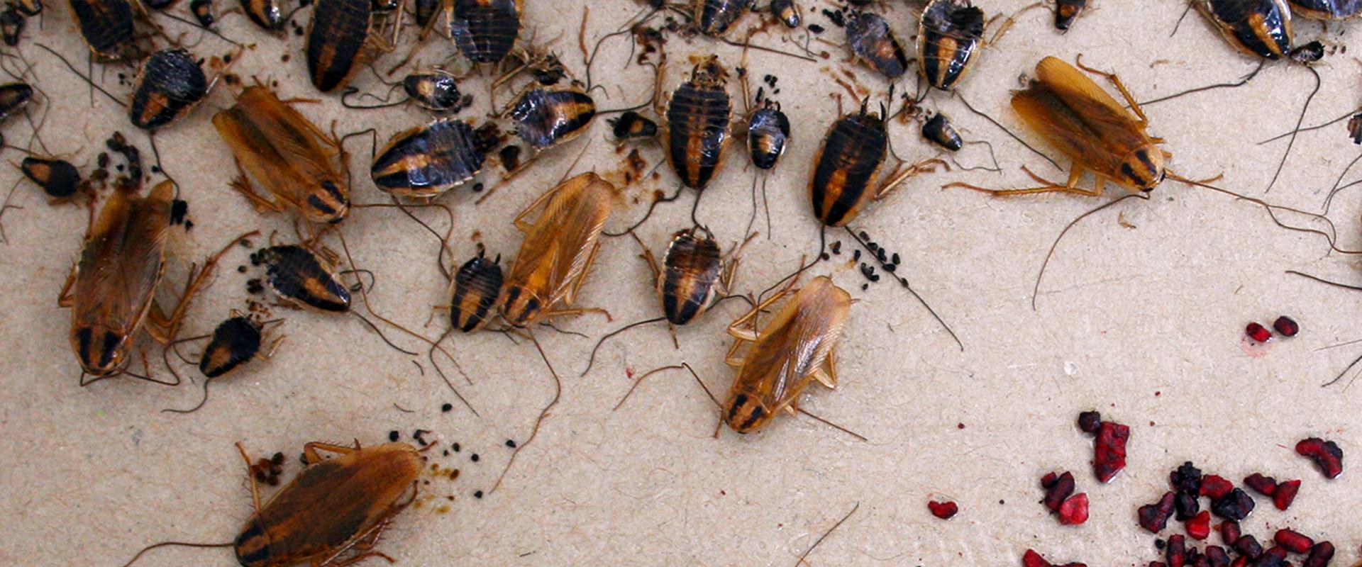 cockroaches on a glue board in idaho falls