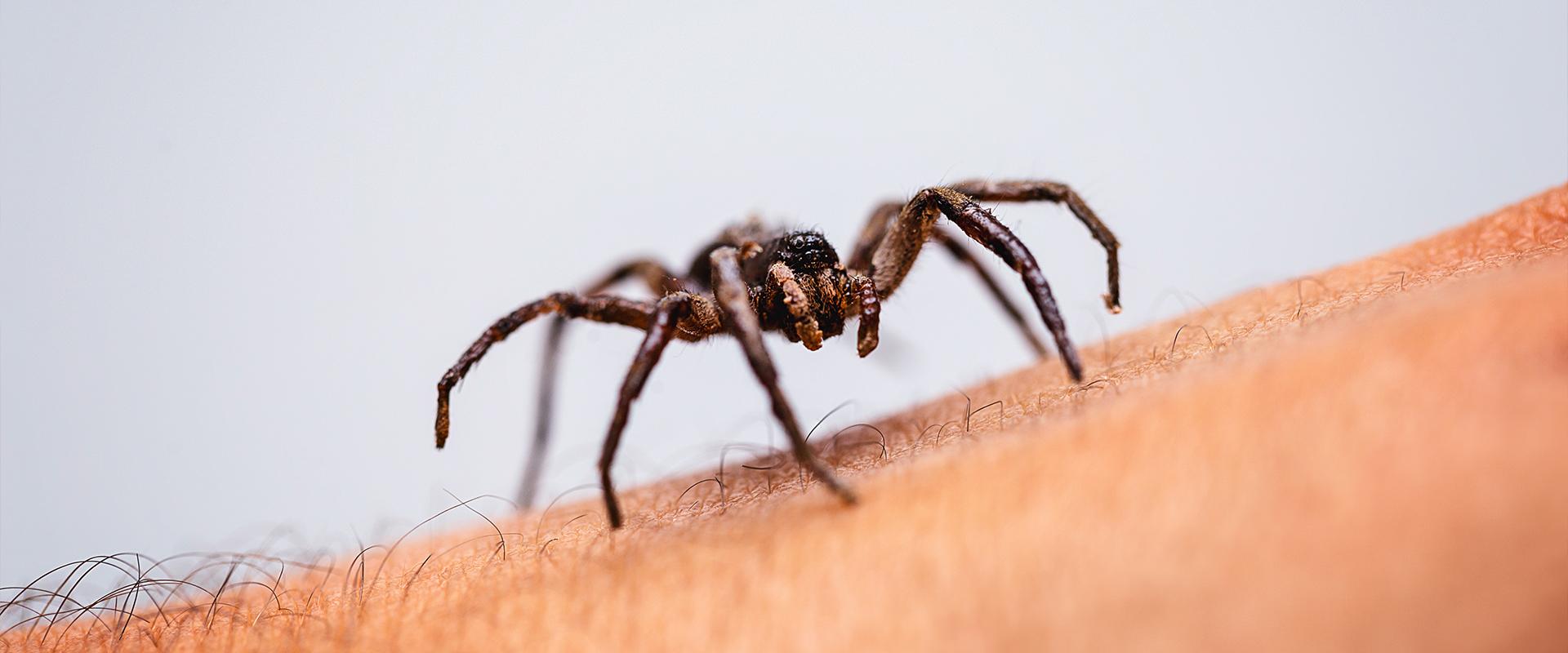a spider on a persons arm in idaho falls