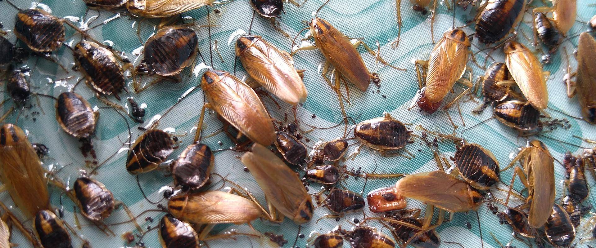 cockroaches on a glue trap in idaho falls