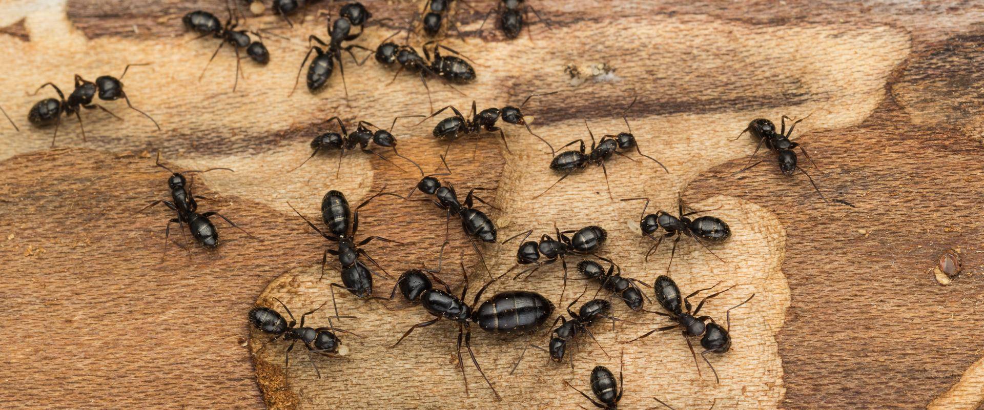ants on a log in idaho falls