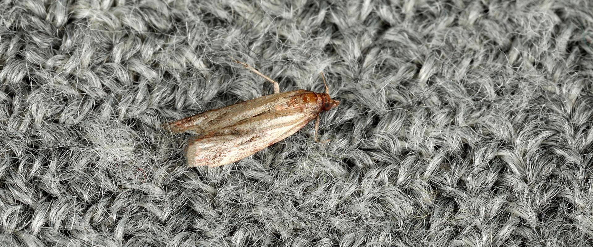 a moth on clothes in idaho falls