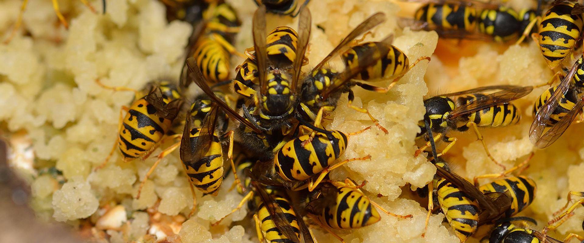 a wasp infestation