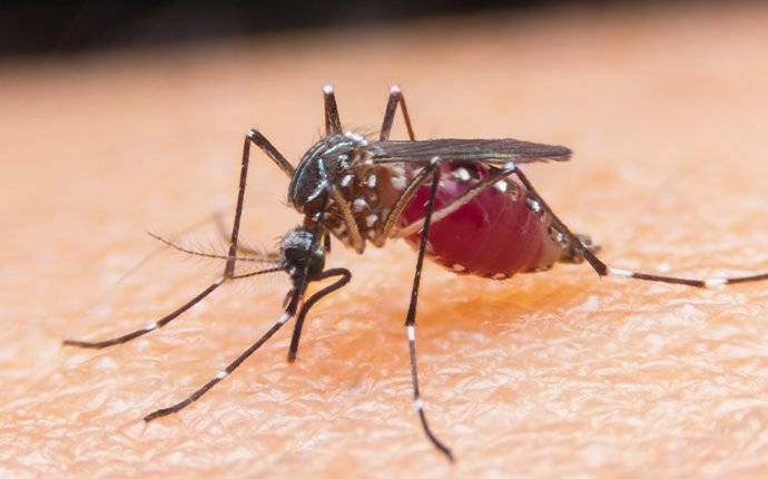 a mosquito crawling on human skin and sucking blood