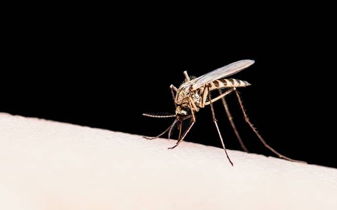 a mosquito that landed on human skin