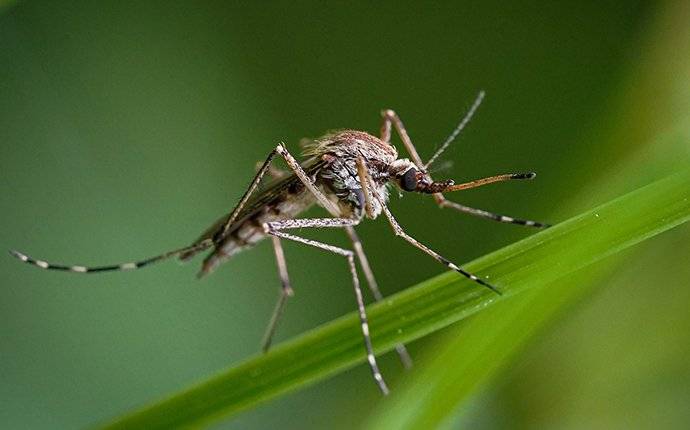 close up of mosquito on leaf