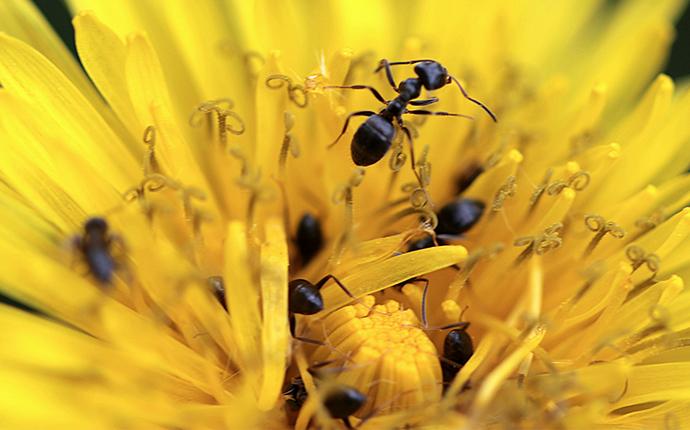 ants on a flower in idaho falls