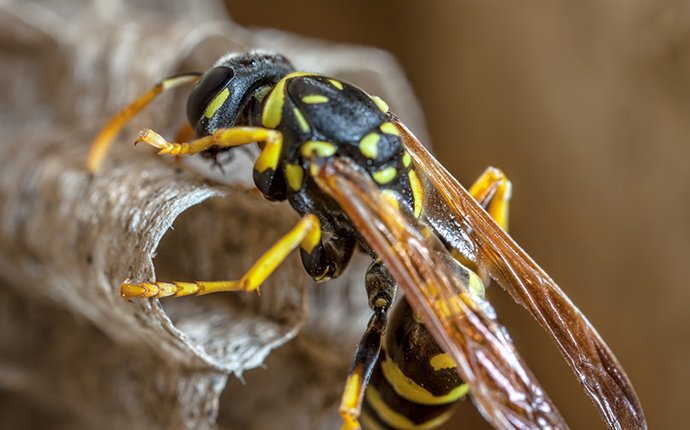 a wasp on its nest in idaho falls