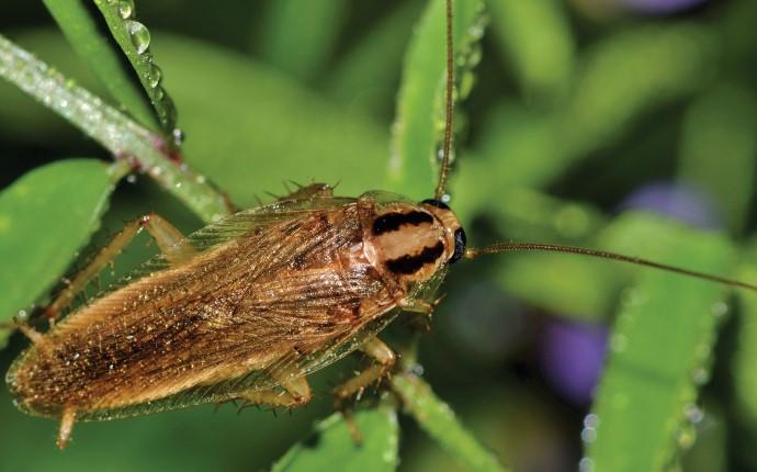 a cockroach on a leaf in idaho falls