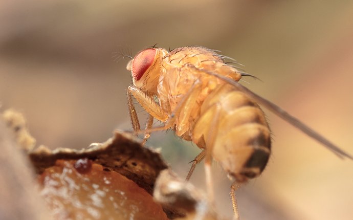 close up of a fruit fly in idaho falls