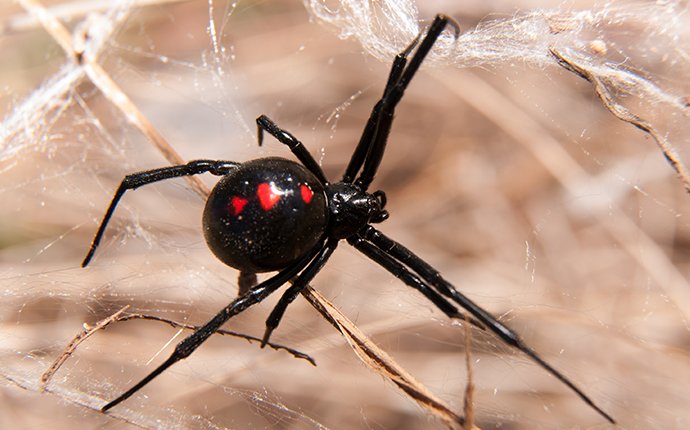 a black widow spider in a web in idaho falls