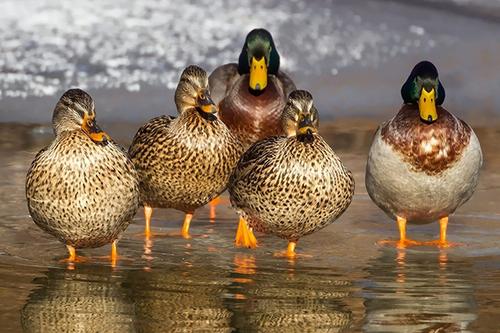 Group of Ducks