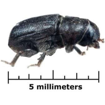 bark beetle identification