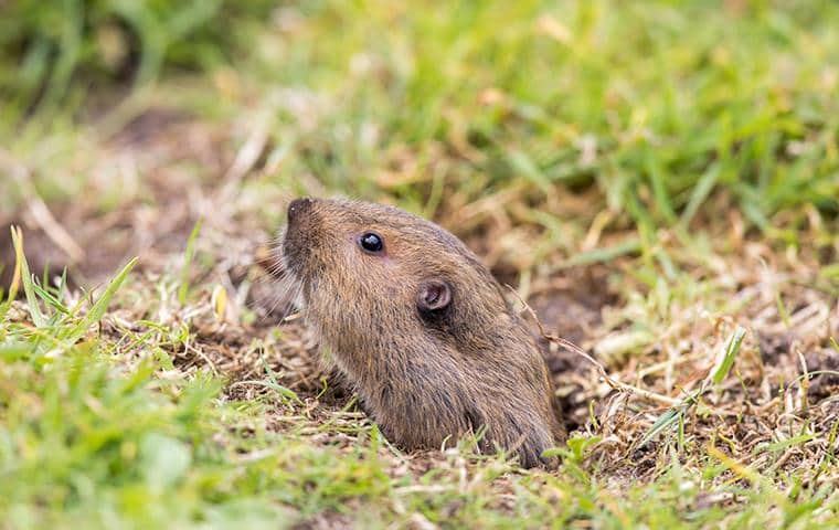 gopher with its head just out of the ground