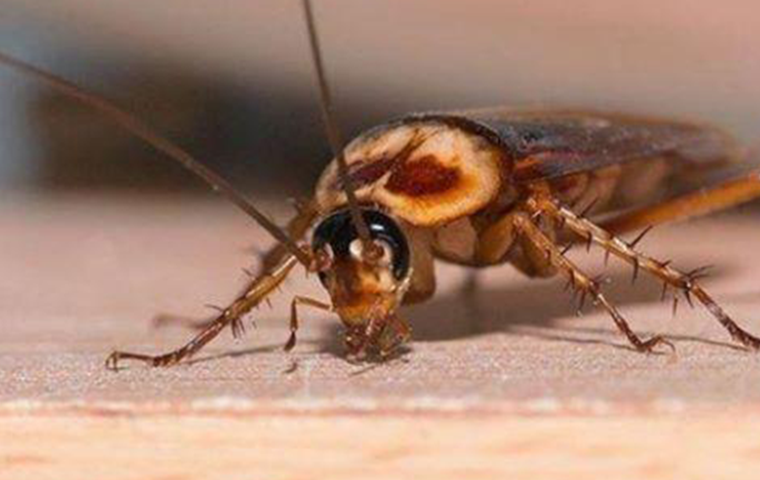 bugs in summer