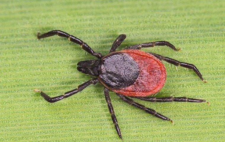 a dear tick crawling on a leaf