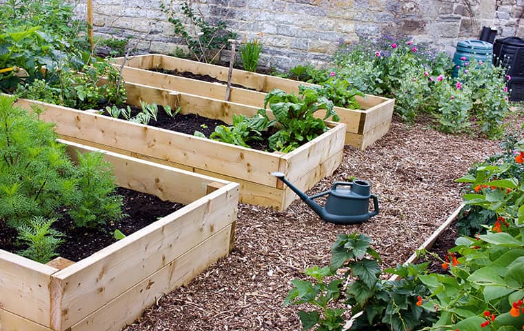 Gopher Wire Offers Stronger Protection From Gophers a raised bed in a california bay area residential garden