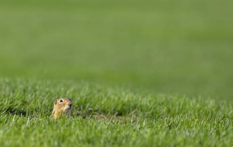 How To Identify Gopher Damage In Your Yard