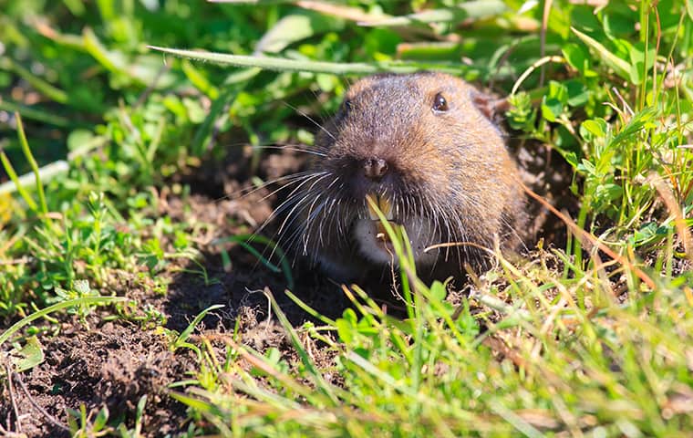 Learn About Our Non-Toxic Approach To Gopher Removal a gopher emerging from a hole in a woodside california yard