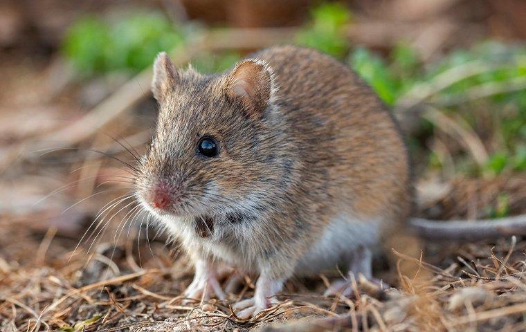 house mouse looking for ways to come inside