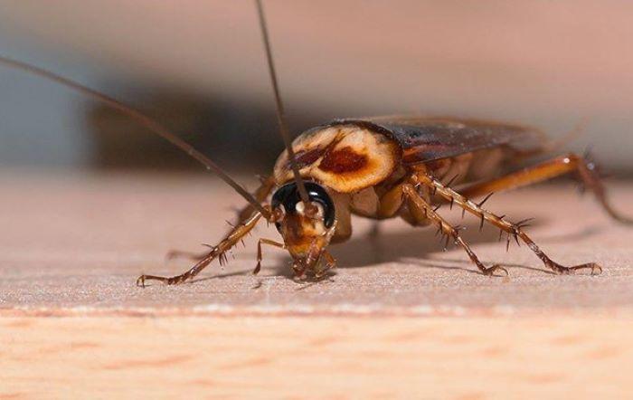 How To Get Rid Of Roaches In Your Home A Complete Guide 2021