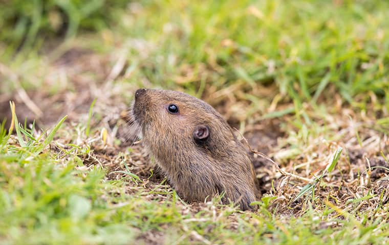 Keep Gophers Out With An Underground Barrier Fence