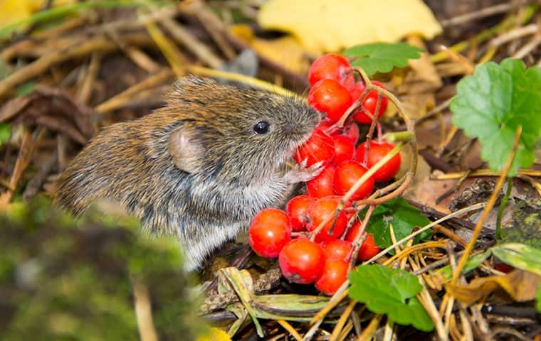 Do I Have A Meadow Vole Problem - Or Something Else?