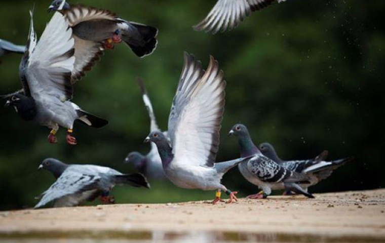 how to get rid of european starlings