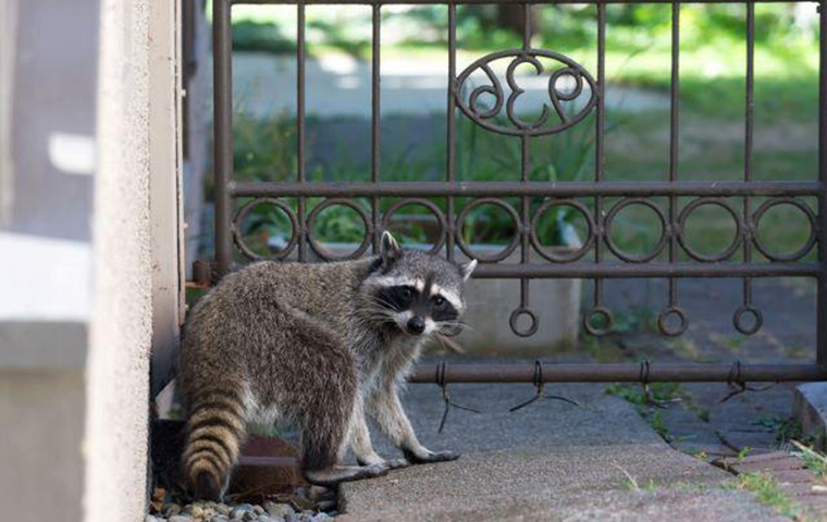 How To Kill Raccoons At Deer Feeder Thinkervine