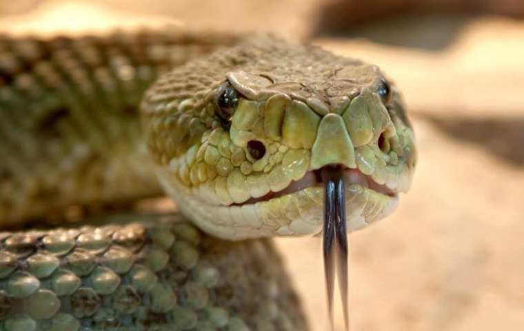 how to get rid of snakes