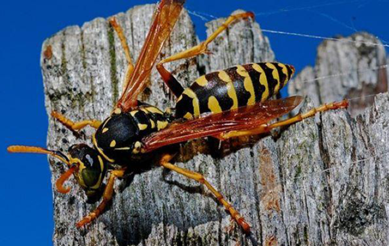 wasp flying onto tree