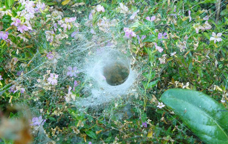 grass spider in yard
