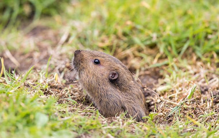 Pest Identification Guides california pocket gopher