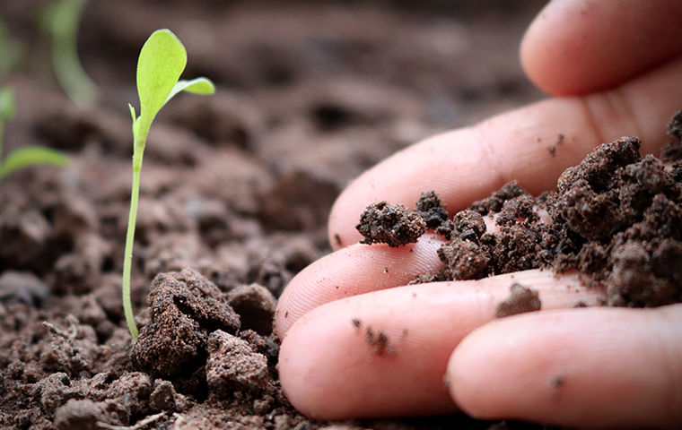 healthy soil in person's hand