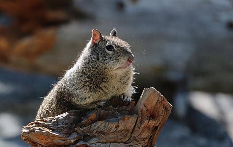 ground squirrel on a limb of a tree