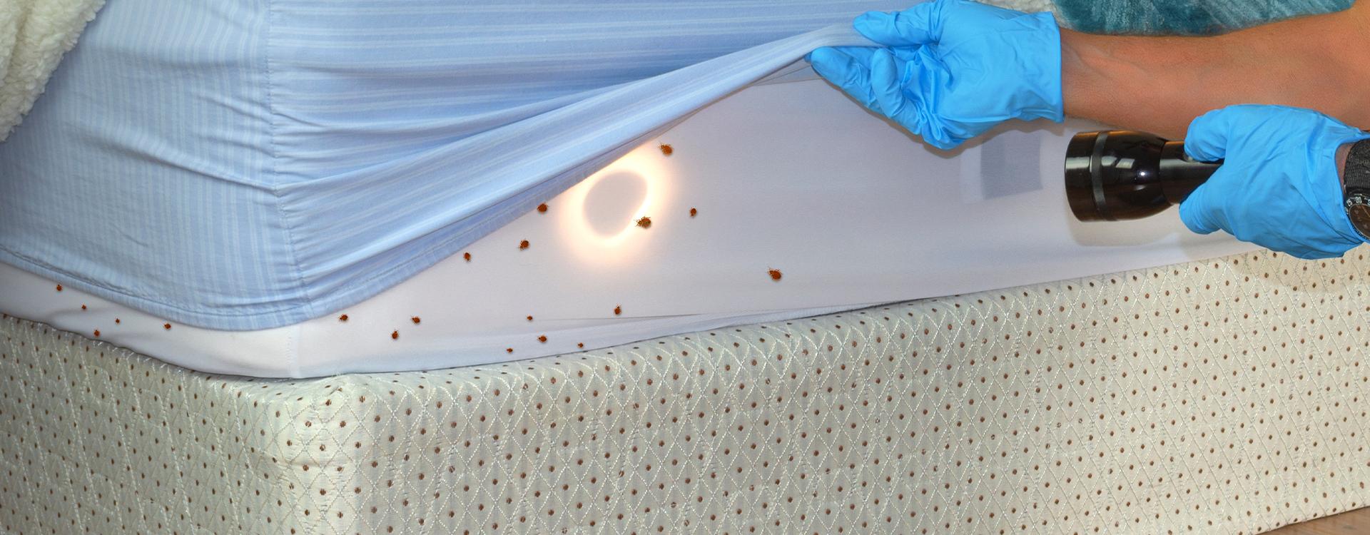 Bed Bug Control That Gets Rid Of Bed Bugs In San Francisco Bay Area