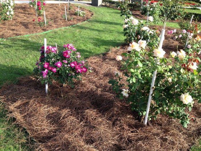 killing weed method mulch