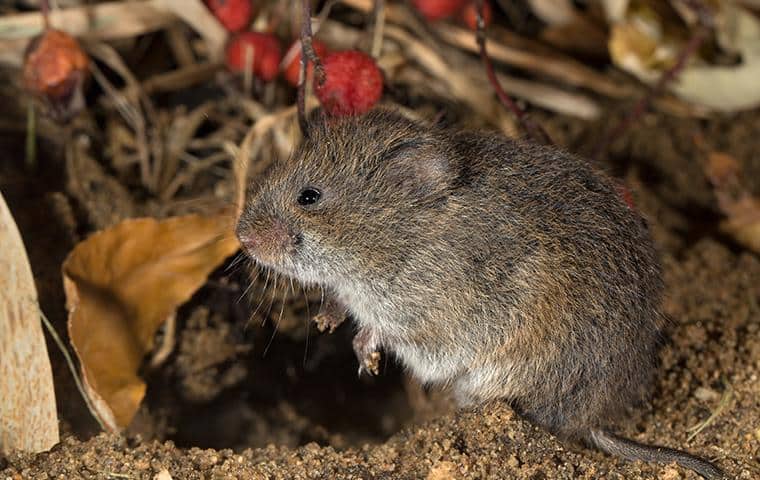 Learn More About Meadow Voles In California what a meadow vole in sonoma ca looks like